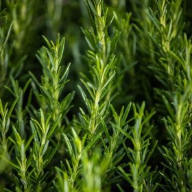 Rosmarinus officinalis 14 cm - Rozmaring