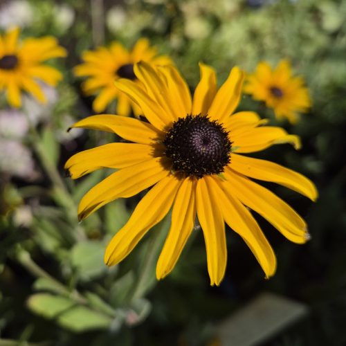 Rudbeckia fulgida Speciosa 11x11 - Pompás kúpvirág, sárga