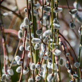 Salix caprea Pendula TM 120 cm - Csüngő barkafűz