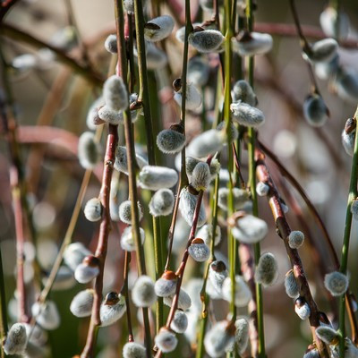 Salix caprea Pendula TM 120 cm - Csüngő barkafűz