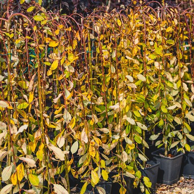 Salix caprea Pendula TM 120 cm - Csüngő barkafűz