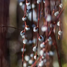Salix caprea Pendula TM 160 cm - Csüngő barkafűz