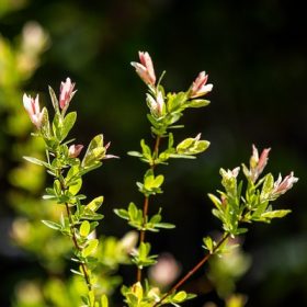   Salix integra Hakuro Nishiki TM 120 cm - Tarka levelű japán fűz