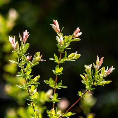 Salix integra Hakuro Nishiki TM 120 cm - Tarka levelű japán fűz