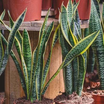 Sansevieria laurentii 17cs