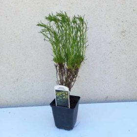 Santolina rosmarinifolius 9*9 - Zöld cipruska