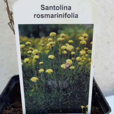 Santolina rosmarinifolius 9*9 - Zöld cipruska