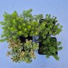 Sedum mix 9x9 EZT HASZNÁLD