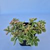 Sedum mix 9x9 EZT HASZNÁLD