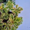 Sedum mix 9x9 EZT HASZNÁLD