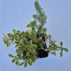 Sedum mix 9x9 EZT HASZNÁLD
