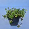 Sedum mix 9x9 EZT HASZNÁLD