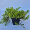Sedum mix 9x9 EZT HASZNÁLD