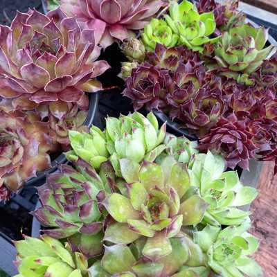 Sempervivum - Kövirózsa