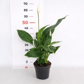 Spathiphyllum Sweet Chico 12cs- Vitorla virág