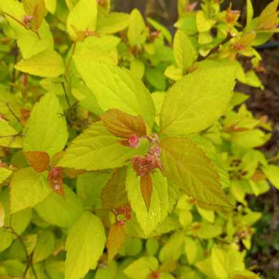 Spiraea japonica Gold 1,5 L -  Aranylombú Gyöngyvessző