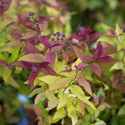 Spiraea japonica Goldflame - Japán gyöngyvessző, aranypiros