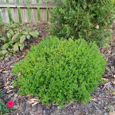 Spiraea japonica Little princess 1,5 L - Japán gyöngyvessző, rózsaszín