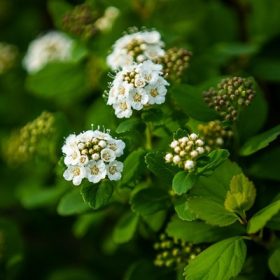 Spiraea Vanhotti - Keri gyönygyvessző, fehér
