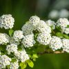 Spiraea Vanhotti - Keri gyönygyvessző, fehér