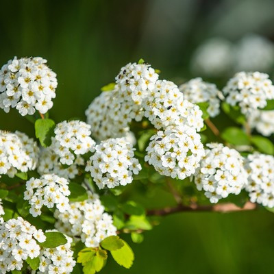 Spiraea Vanhotti - Keri gyönygyvessző, fehér