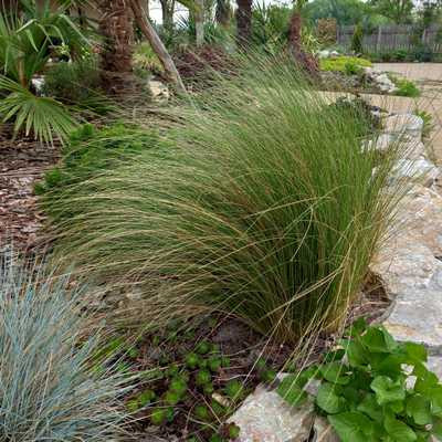 Stipha - Árvalányhaj