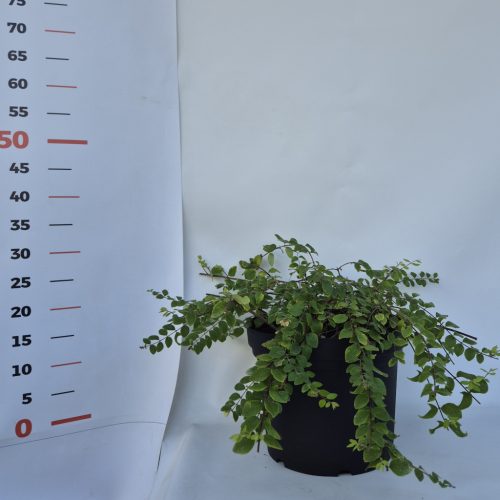 Symphoricarpos - Hóbogyó, rózsaszín bogyó