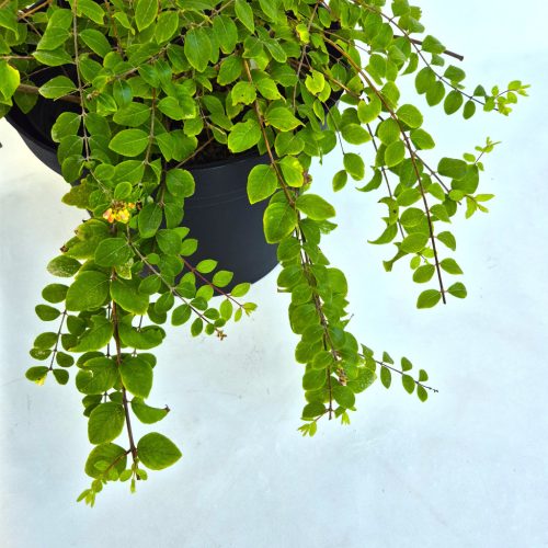 Symphoricarpos - Hóbogyó, rózsaszín bogyó