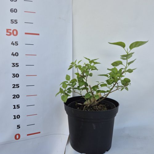 Syringa vulgaris mix - Orgona