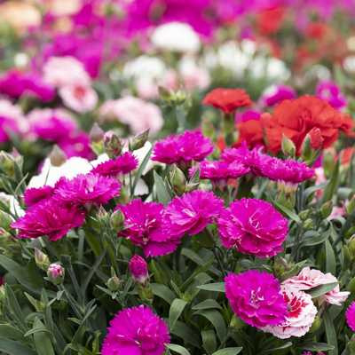 Dianthus mix 9 cs - Szegfű