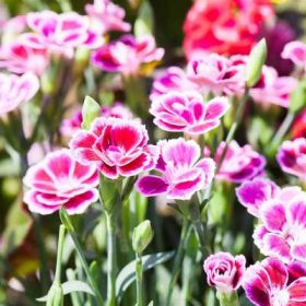 Dianthus - Szegfű színes cserepes