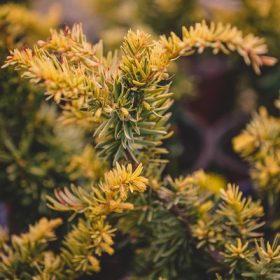   Taxus baccata Summer Gold 30/50 - Tiszafa, terülő, aranylombú