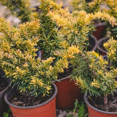 Taxus baccata Summer Gold 30/50 - Tiszafa, terülő, aranylombú