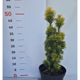   Taxus baccata David 30/40 extra K.2 - Arany oszlopos tiszafa, zöld levél sárga széllel