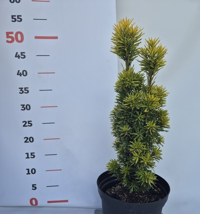 Taxus baccata David 30/40 extra K.2 - Arany oszlopos tiszafa, zöld levél sárga széllel