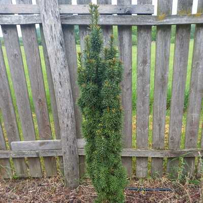 Taxus baccata Fastigiata Robusta 80/100 - Oszlopos tiszafa
