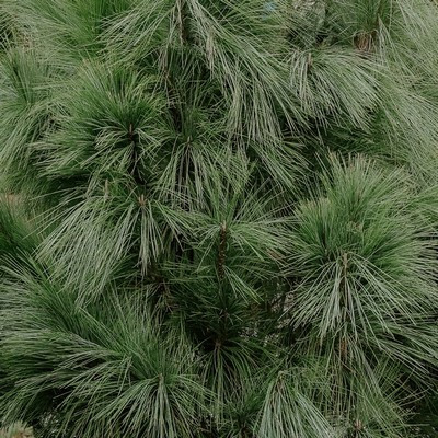 Taxus media sp. - Tiszafa 40/60