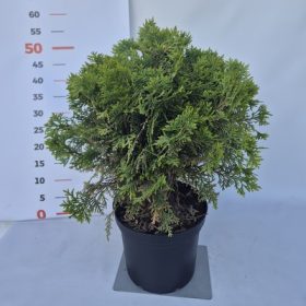 Thuja occidentalis Danica 30/40 - Törpe gömbtuja