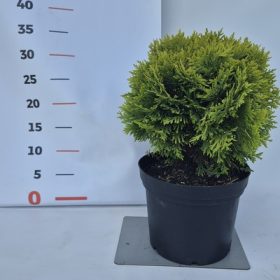 Thuja occidentalis Mirjan - Törpe arany gömbtuja  10/20 K2