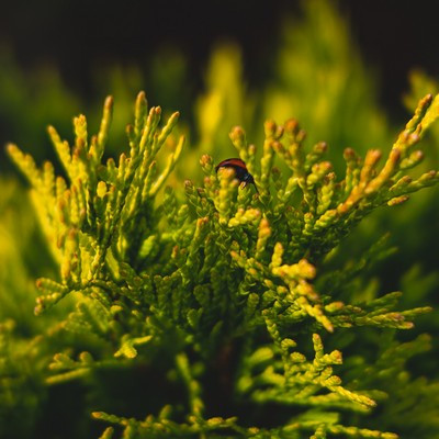 Thuja occidentalis Mirjan - Törpe arany gömbtuja  10/20 K2