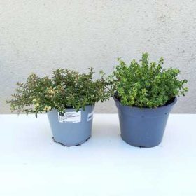 Thymus mix 14 cm - Kakukkfű