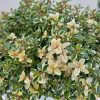 Thymus mix 14 cm - Kakukkfű