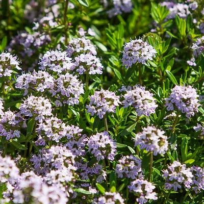 Thymus mix 14 cm - Kakukkfű