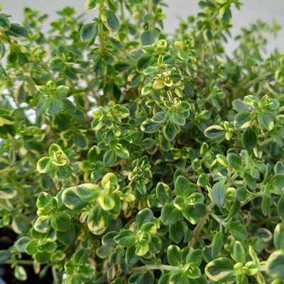 Thymus mix 14 cm - Kakukkfű