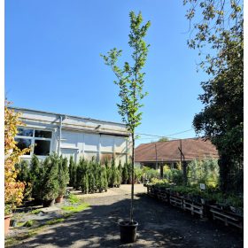 Ulmus lobel 8/12 - Lobel szil