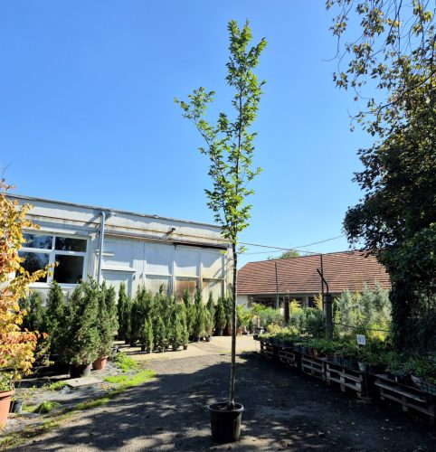 Ulmus lobel 8/12 - Lobel szil