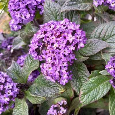 Heliotropium arborescens -Vanília virág