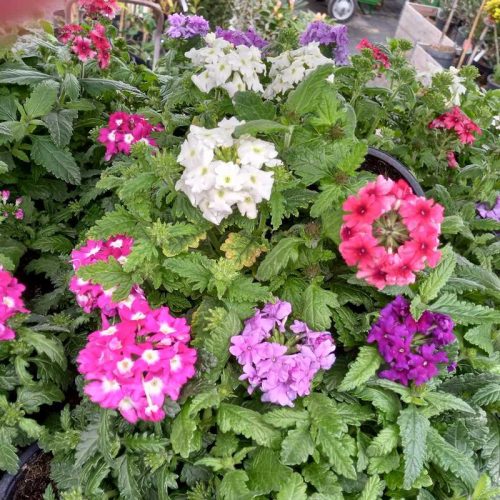 Verbena peruviana - Verbéna egynyári