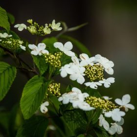   Viburnum plicatum Kilimanjaro - Redőslevelű bangita, fehér-rózsaszín virágú