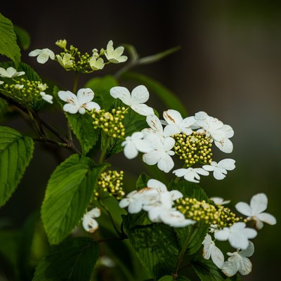 Viburnum plicatum Kilimanjaro - Redőslevelű bangita, fehér-rózsaszín virágú